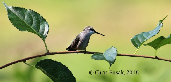 Photo by Chris Bosak A Ruby-throated HummingAbird perches on a branch in Brookfield, Conn., summer 2016.