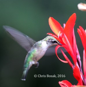 Photo by Chris Bosak A Ruby-throated Hummingbird sips nectar from Canna flower in Danbury, Conn., summer 2016.