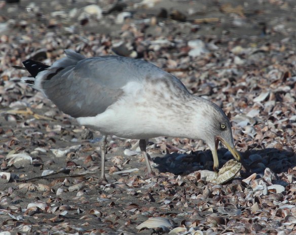 A Herring Gull positions a clam for eating in Stratford, Conn.