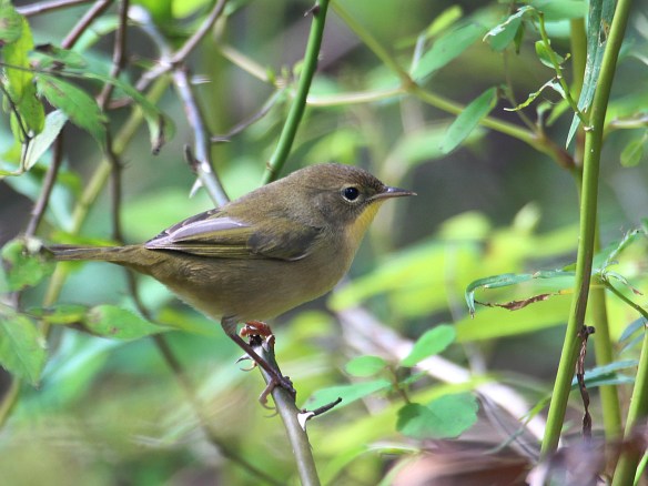 A female Common Yellowthroat seen at Terrywile Park in Danbury, Conn, Sept. 2016.