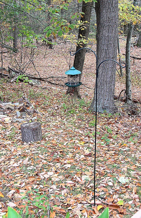 The set up for the Audubon Park "My Bird Week" media challenge. Backyard in Danbury, Conn., Nov. 2016