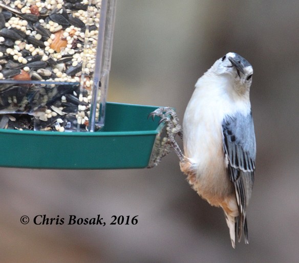Photo by Chris Bosak A White-breasted Nuthatch visits a feeder in Danbury, Conn., in Nov. 2016, during the Audubon Park My Bird Week media challenge. Both the feeder and seeds are from Audubon Park.