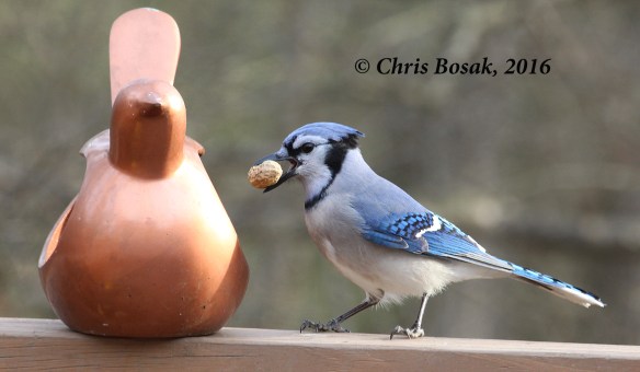 Photo by Chris Bosak A Blue Jay grabs a peanut from a feeder in Danbury, Conn., Dec. 2016.