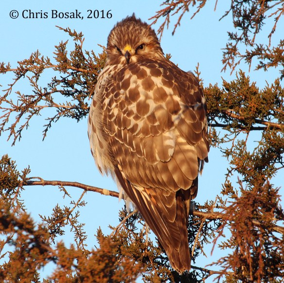 Photo by Chris Bosak A Red-tailed Hawk perches in an evergreen in Brookfield, Conn., winter 2016.