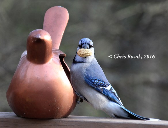 Photo by Chris Bosak A Blue Jay grabs a peanut from a feeder in Danbury, Conn., Dec. 2016.