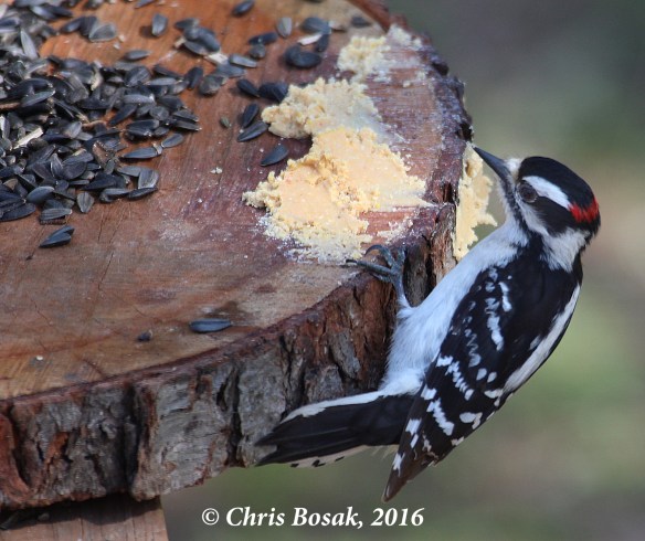 Photo by Chris Bosak A male Downy Woodpecker eats from a homemade platform feeder in Danbury, Conn., fall 2016.
