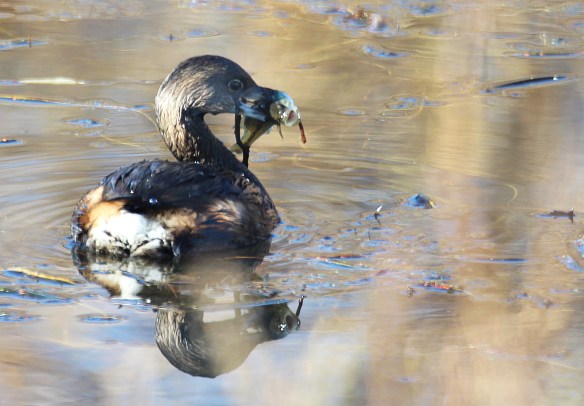 Photo by Chris Bosak A Pied-billed Grebe catches a fish in a pond in Danbury, Conn., November 2016.