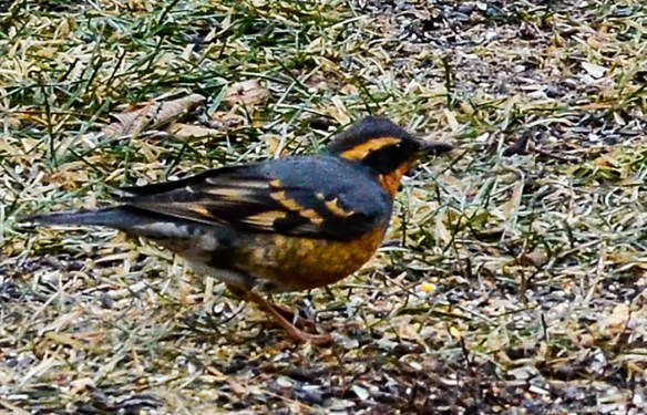 Photo by David Hoitt This Varied Thrush has been seen in Swanzey since Dec. 12.