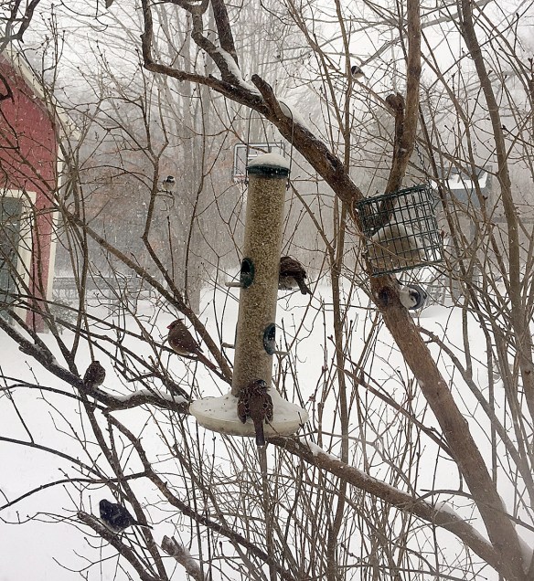 Alicia Primer of Weston, Mass., got a nice variety of birds in this photo. How many can you pick out?