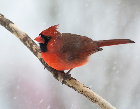 Ernest Franklin got this wonderful photo of a male cardinal during the snowstorm of Feb 9, 2017, in New Englnad.