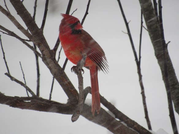 Jo Belasco of Colrain, Mass., got this shot of a northern cardinal during the Feb. 9, 2017, snowstorm.