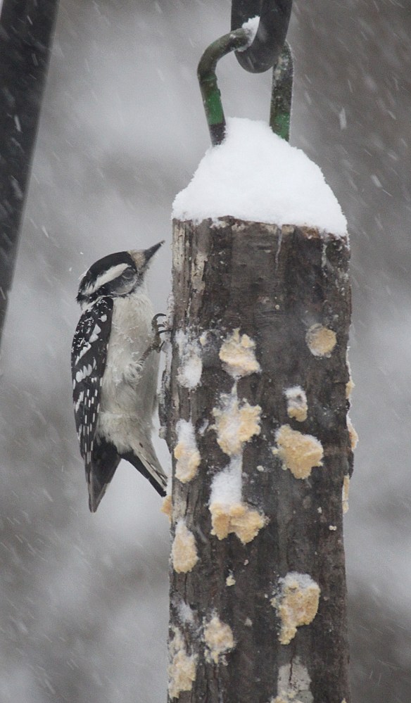 Photo by Chris Bosak A downy woodpecker eats bark butter out of a homemade feeder in Danbury, Conn., Feb. 9, 2017.