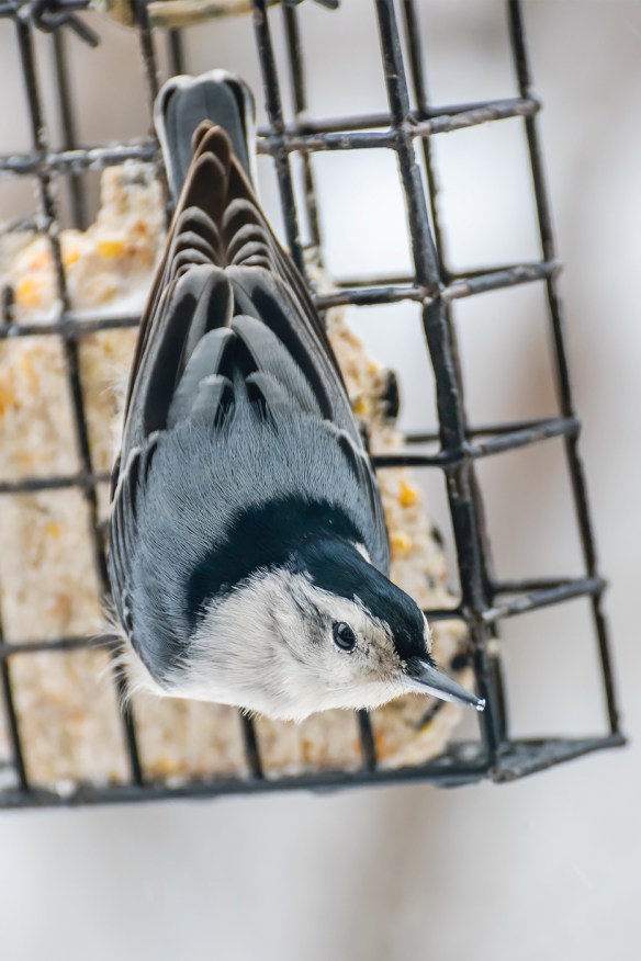 Jason Farrow of Norwalk, Conn., captured this beautiful shot of a White-breasted Nuthatch.
