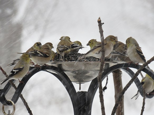 Jo Belasco of Colrain, Mass., got this great shot of American Goldfinches during the Feb. 9, 2017, snowstorm.