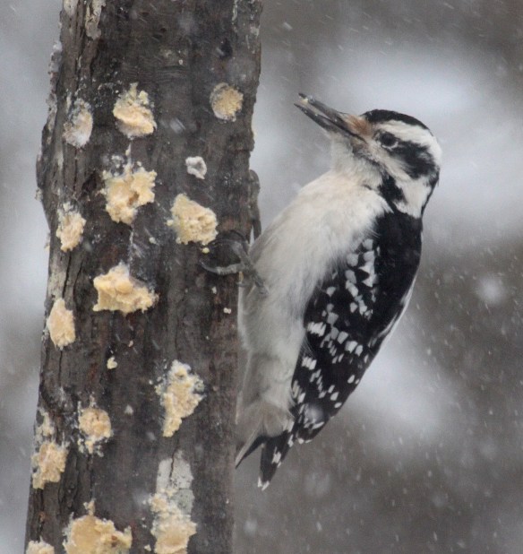 Photo by Chris Bosak A hairy woodpecker eats bark butter out of a homemade feeder in Danbury, Conn., Feb. 9, 2017.