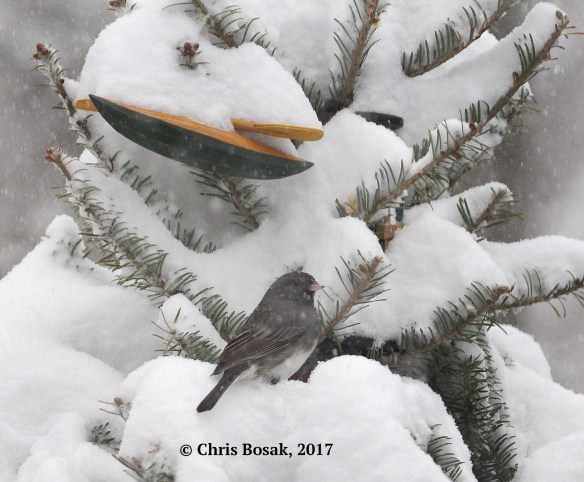 Photo by Chris Bosak A junco seeks shelter in an old Christmas tree during the winter storm of Feb. 9, 2017.