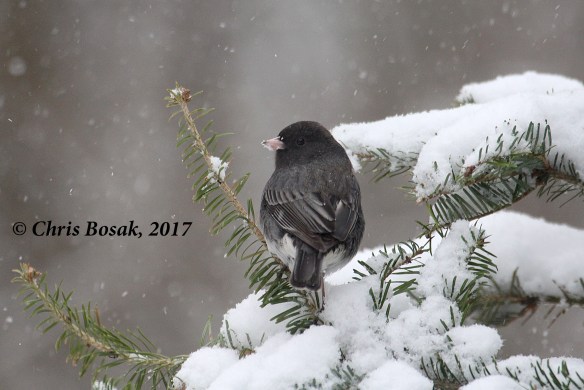 Photo by Chris Bosak  A Dark-eyed Junco perches on an evergreen during a snowstorm in Feb. 2017 in Danbury, Conn.