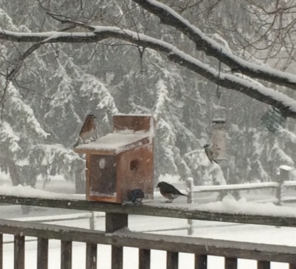 Jeanne Ludlow sent in these great photos, taken with her iPhone, of Eastern Bluebirds.