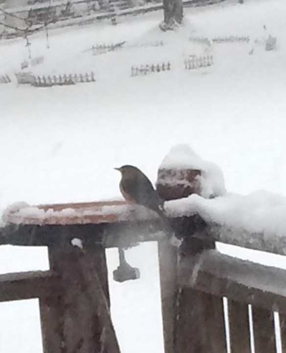 Jeanne Ludlow sent in these great photos, taken with her iPhone, of Eastern Bluebirds.