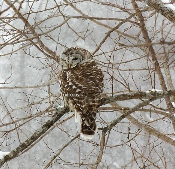 Anna Fay of Marlow, N.H., captured this photo of a barred owl during the storm.