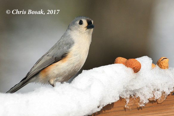 Photo by Chris Bosak  A tufted titmouse contemplates grabbing a peanut from a deck railing following a snowstorm in Danbury, Conn., Feb. 2017.