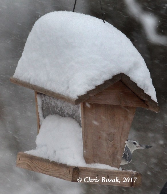 Photo by Chris Bosak  A white-breasted nuthatch grabs a sunflower seed during a snow storm in February 2017 in Danbury, Conn.