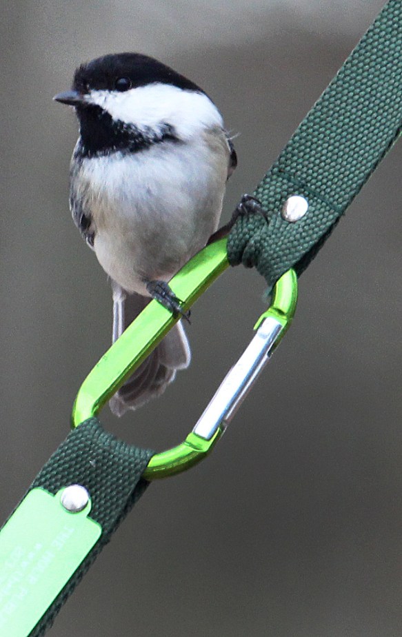 Photo by Chris Bosak A black-capped chickadee perches on a homemade birdfeeder in Danbury, Conn., March 2017.