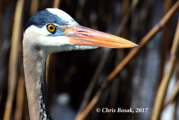 Photo by Chris Bosak A Great Blue Heron stands in a pond in Danbury, Conn., March 2017.