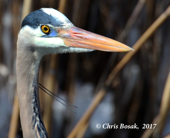 Photo by Chris Bosak  A Great Blue Heron stands in a pond in Danbury, Conn., March 2017.