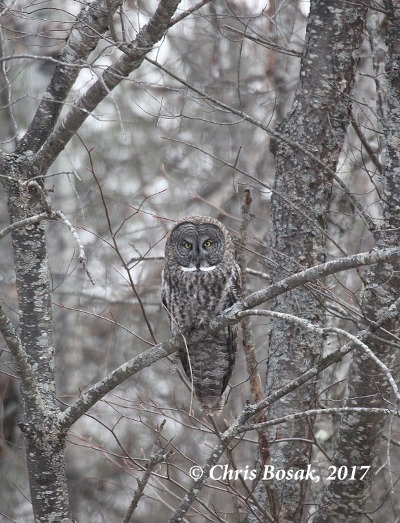 Photo by Chris Bosak A Great Gray Owl perches in a tree overlooking a field in Newport, N.H., in March 2017.