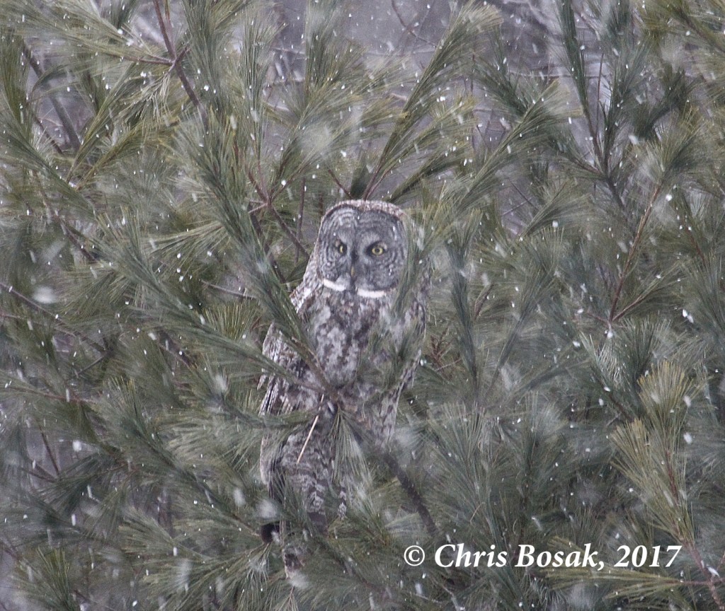 Photo by Chris Bosak A Great Gray Owl perches in a pine tree and battles windy, snowy conditions in Newport, N.H., in March 2017.