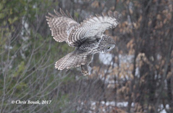 Photo by Chris Bosak A Great Gray Owl hovers over a field in Newport, N.H., in March 2017.