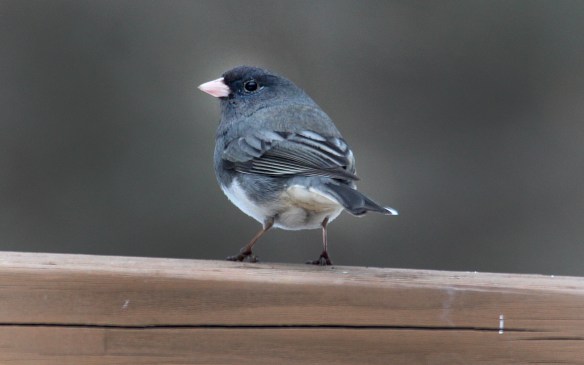 Photo by Chris Bosak A dark-eyed junco perches on a deck railing in Danbury, Conn., March 2017.