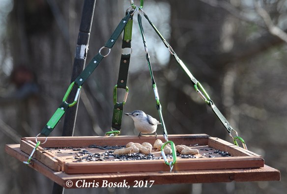 Photo by Chris Bosak  A white-breasted nuthatch takes a sunflower seed from a homemade platform feeder in March 2017, in Danbury, Conn.