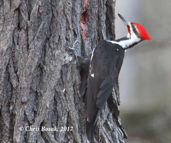 Photo by Chris Bosak  A pileated woodpecker looks for insects at the base of a tree at Merganser Lake in Danbury, Conn., April 2017.