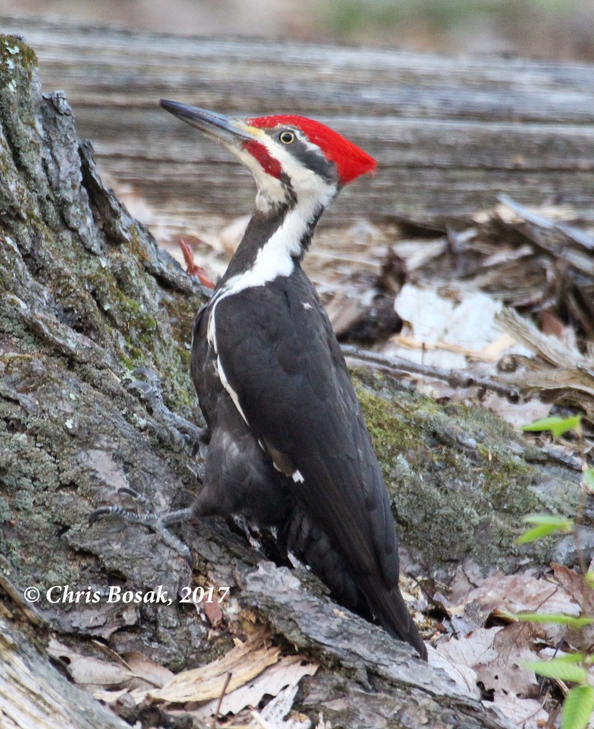 Woodpeckers | Birds of New England.com | Page 2
