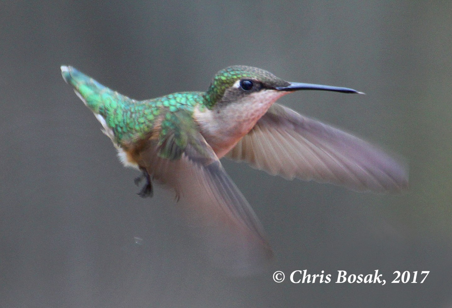For the Birds: Hummingbird feeders are for hummingbirds | Birds of New ...