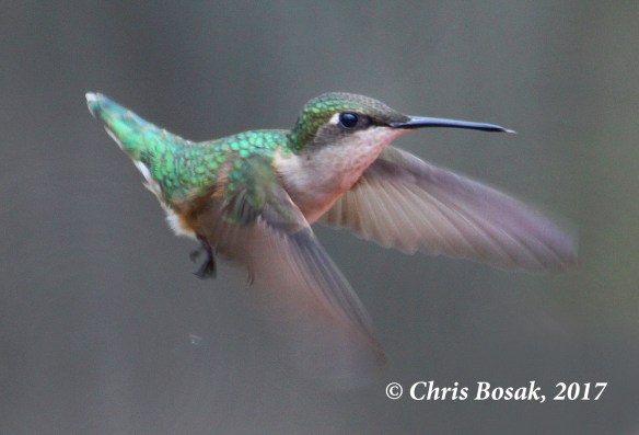 Photo by Chris Bosak A ruby-throated hummingbirds hovers near a feeder at Merganser Lake in Danbury, Conn., in April 2017.