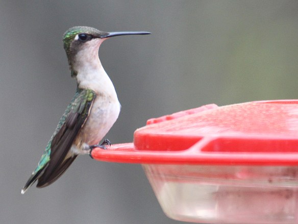 Photo by Chris Bosak A ruby-throated hummingbirds perches on a feeder at Merganser Lake in Danbury, Conn., in April 2017.
