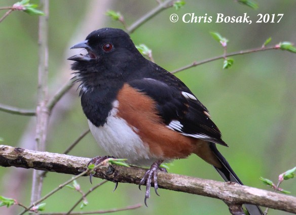 Photo by Chris Bosak An Eastern Towhee sings from a perch in Ridgefield, Conn., April 2017.
