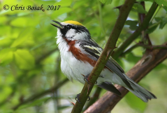 Photo by Chris Bosak A chestnut-sided warbler sings from a lower perch in Ridgefield, Conn., during the spring of 2017.