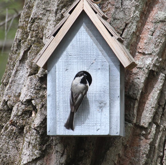 Photo by Chris Bosak A black-capped chickadee checks out a birdhouse in Danbury, Conn., during the spring of 2017.