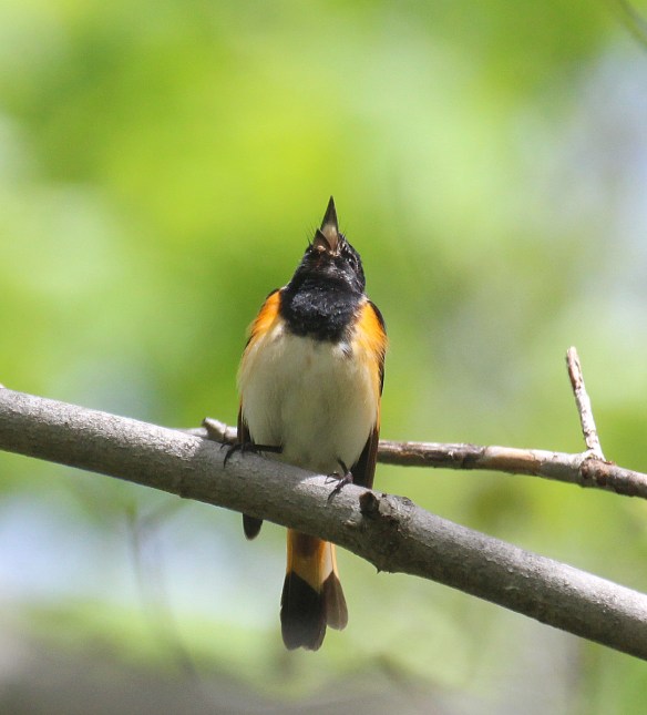 Photo by Chris Bosak  An American redstart sings from a perch in New England in spring 2017.