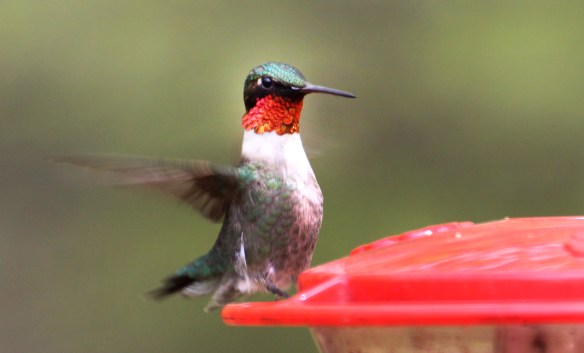 Photo by Chris Bosak A male ruby-throated humminacgbird visits a feeder in Danbury, Conn., during the spring of 2017.
