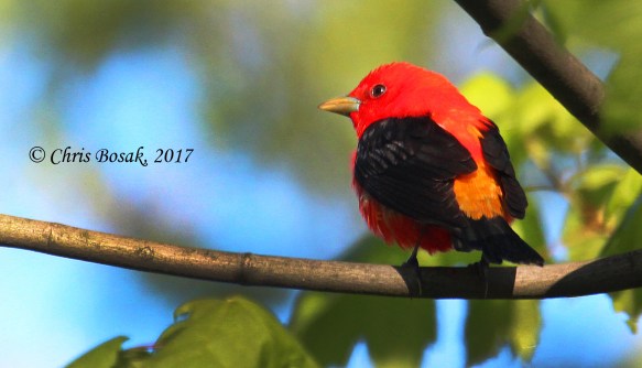 A male scarlet tanager perches in a maple tree during spring migration 2017, in Danbury, Conn.