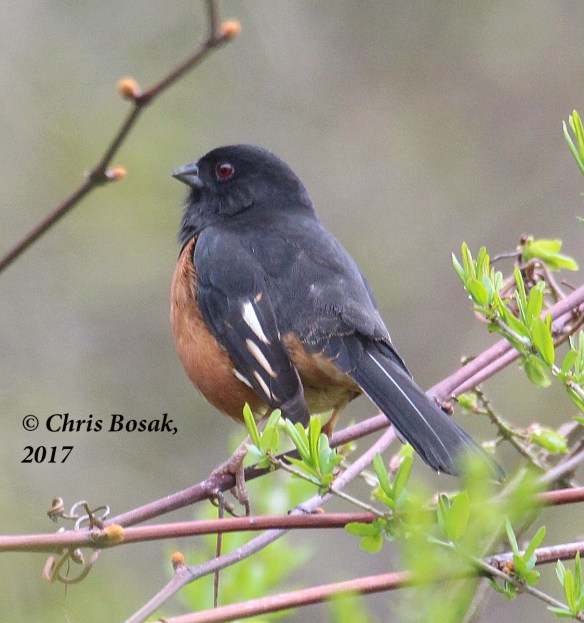Photo by Chris Bosak An Eastern Towhee perches on a branch in Ridgefield, Conn., April 2017.