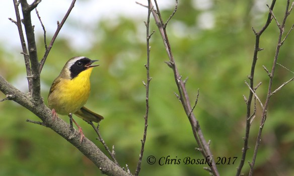 Photo by Chris Bosak A common yellowthroat sings from a branch at Happy Landings in Brookfield in spring 2017.