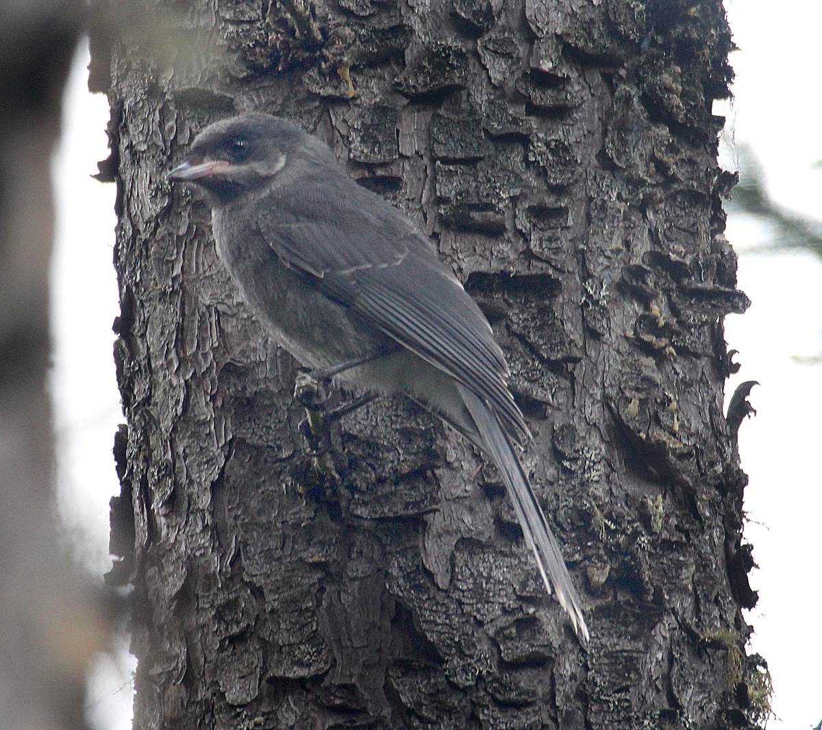 New birding quiz … this is a tough one Birds of New