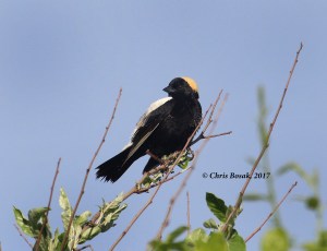 Photo by Chris Bosak A male bobolink perches in a small tree and overlooks the fields at Happy Landings in Brookfield, CT.