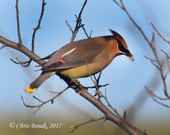 Photo by Chris Bosak  A cedar waxwing eats an insect on a branch in Brookfield, Conn., spring 2017.